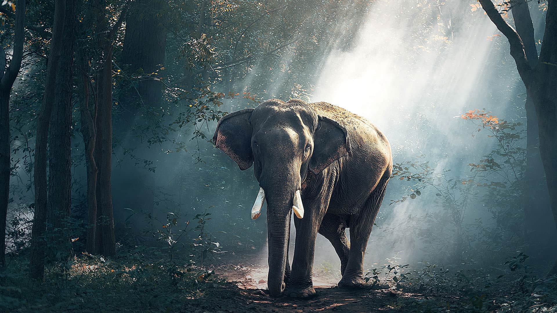 Asian elephant walking through a misty forest