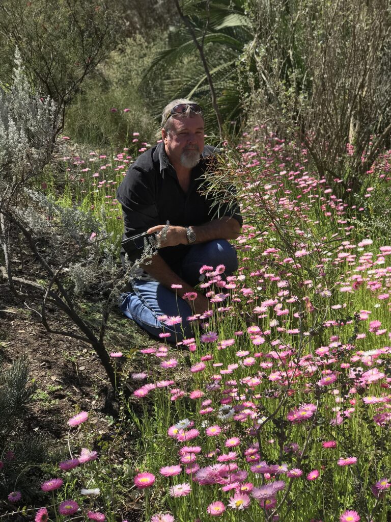 Wildflowers in Kings Park, Perth