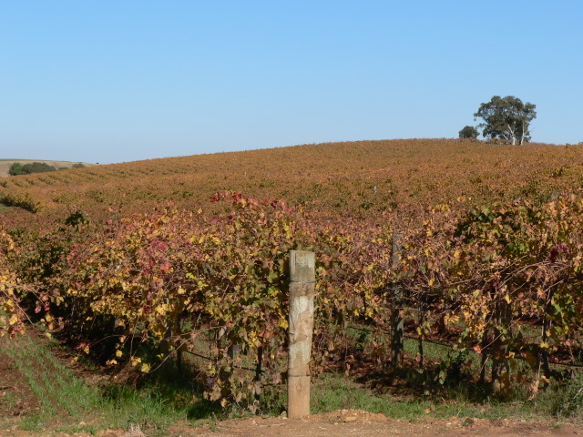 Crimson autumn vines across the Barossa Valley floor